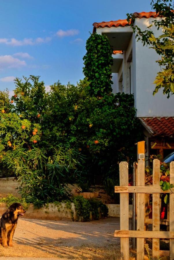 Vineyard Country House With Panoramic Seaview 亚历山德鲁波利斯 外观 照片