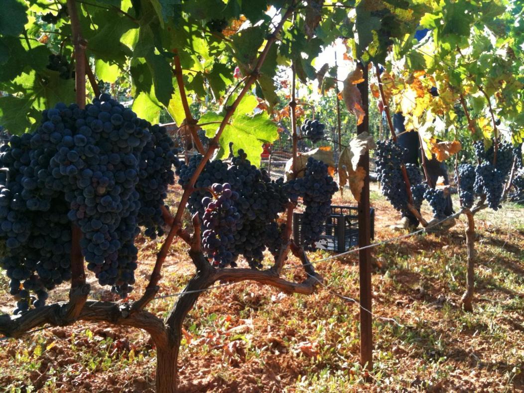 Vineyard Country House With Panoramic Seaview 亚历山德鲁波利斯 外观 照片